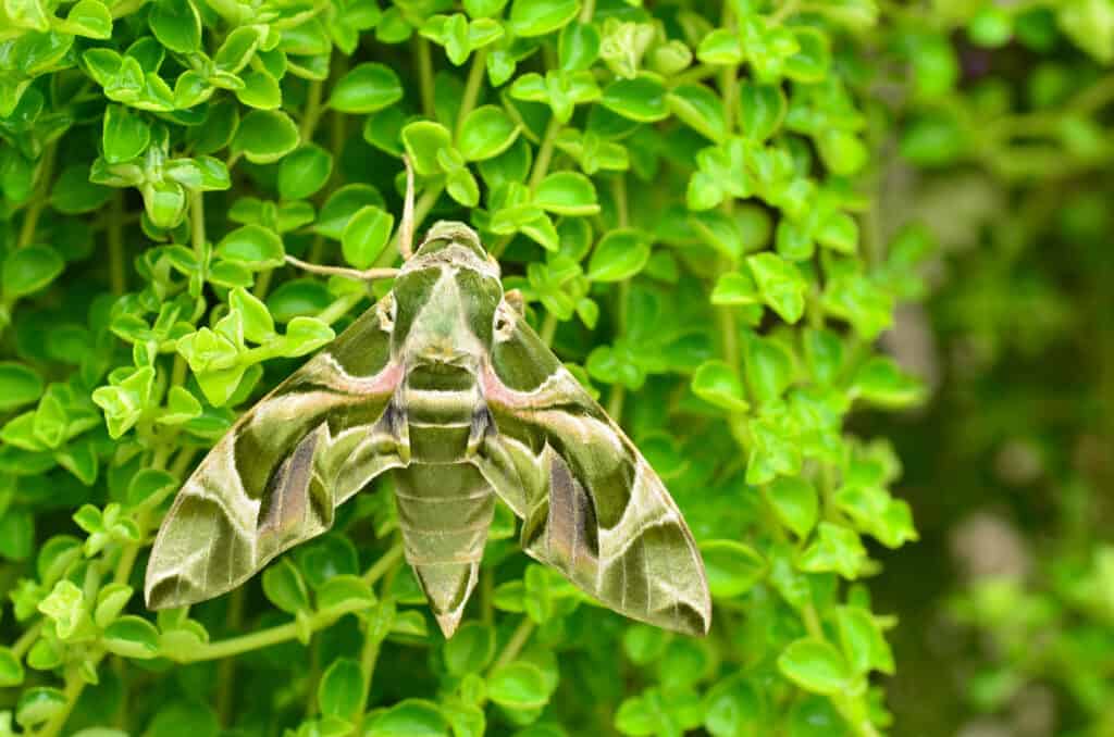 Oleander hawk moth on green leaves