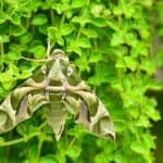 Oleander hawk-moth