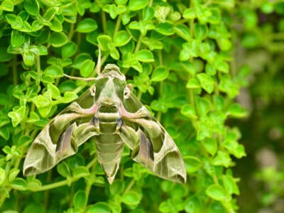 A Oleander Hawk Moth