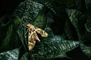 Moth Poop: Everything You’ve Ever Wanted to Know Picture