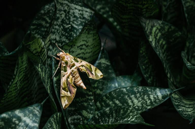 Oleander hawk moth on a snake plant.