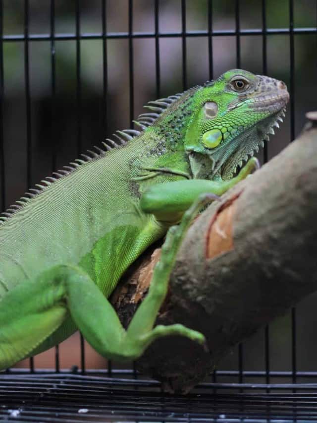 Our Top Picks The Best Cages for your Chameleon for 2022 Cover image
