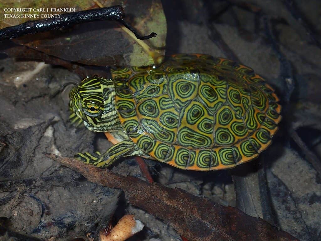 Rio Grande Cooter