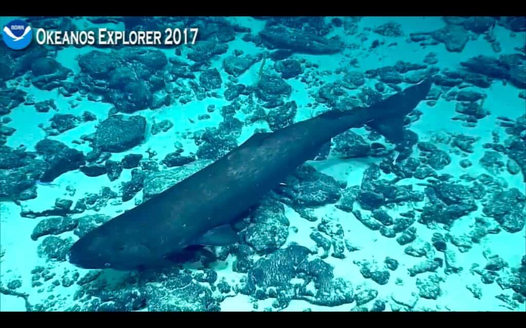 Pacific Sleeper Shark