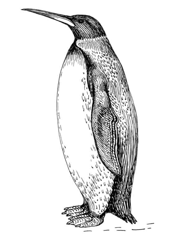 Colossus Penguin (Palaeeudyptes klekowskii)