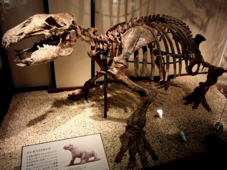 A Paleoparadoxia skeleton is displayed in a museum