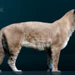 American lion