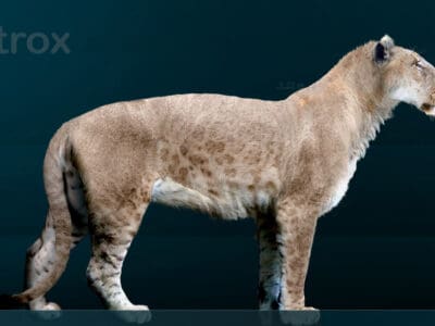 A Panthera atrox (American Lion)