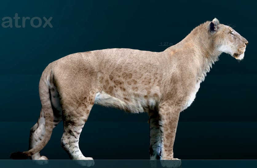 Discover 4 Extinct Types of Lions - AZ Animals