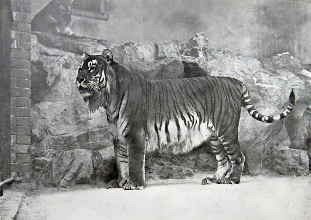 Caspian Tiger