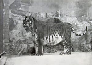 Why did the Caspian Tiger Go Extinct? Picture