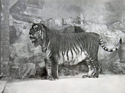 A Why did the Caspian Tiger Go Extinct?