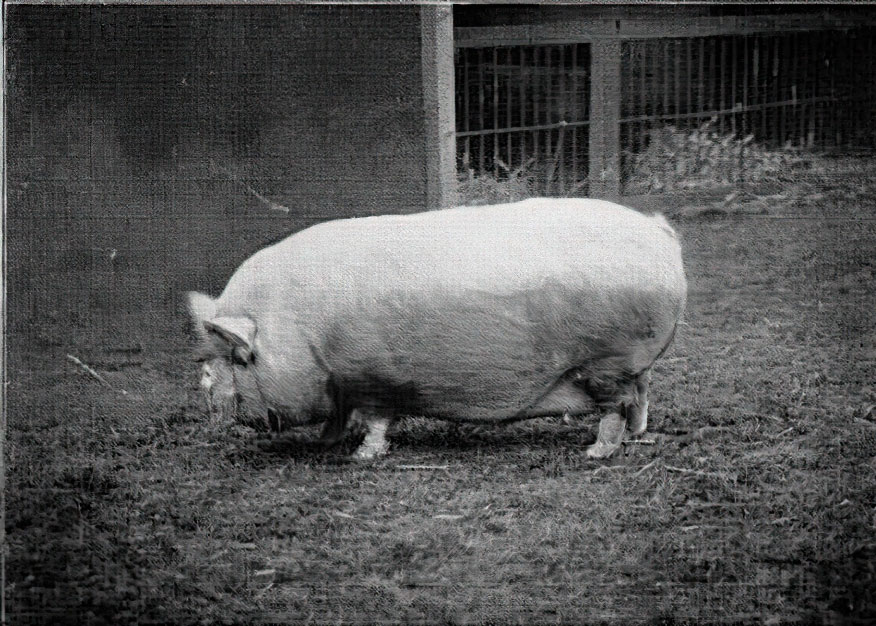Small White Pig