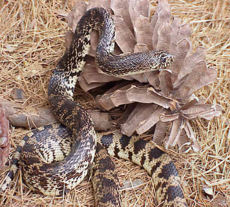 Louisiana Pinesnake