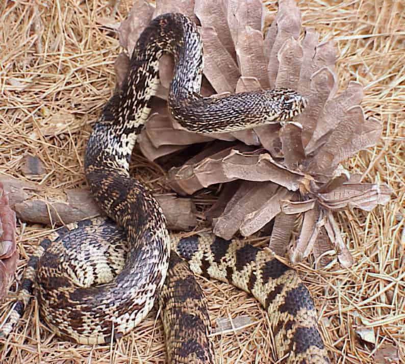 Serpent de pin de Louisiane