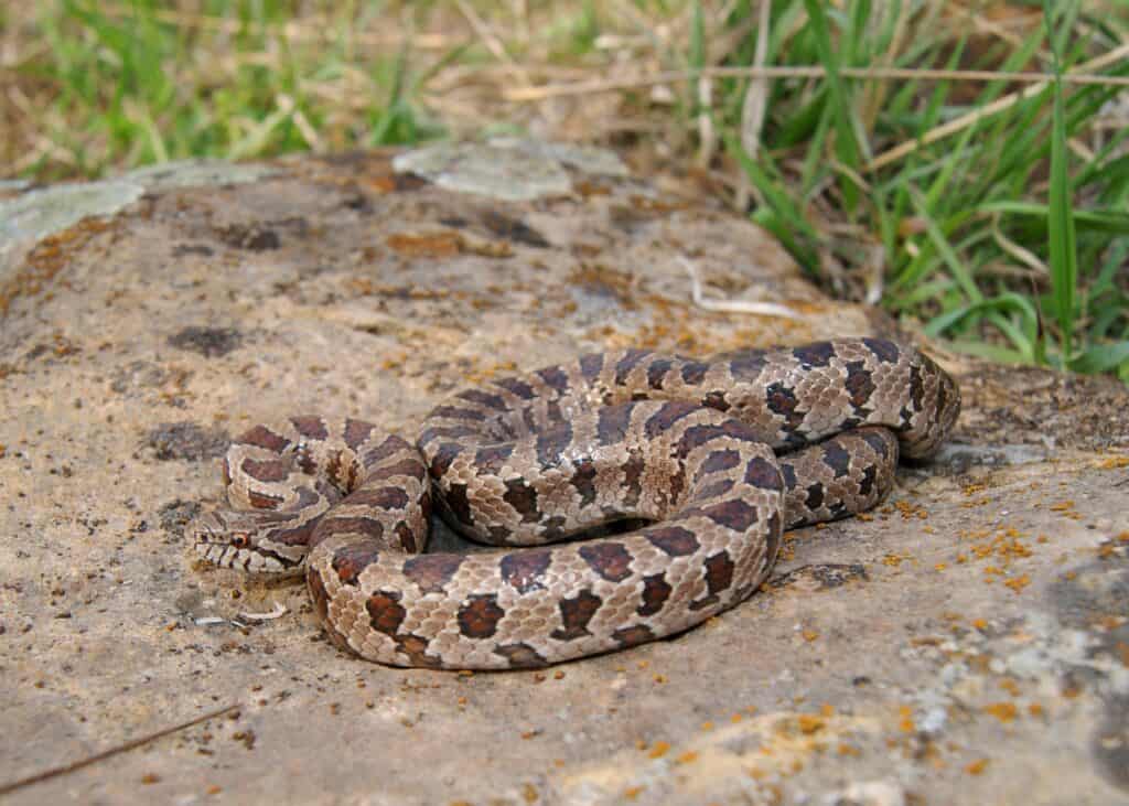 Yellow-bellied king snake/prairie king snake