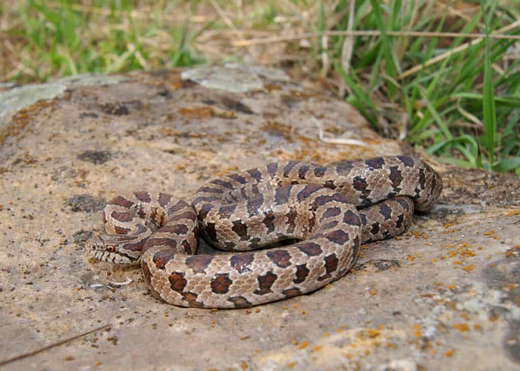 east tennessee snake identification