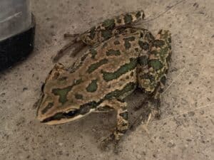 12 Tree Frogs in Texas Picture