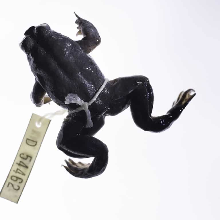 Southern Gastric-Brooding Frog (Rheobatrachus silus)