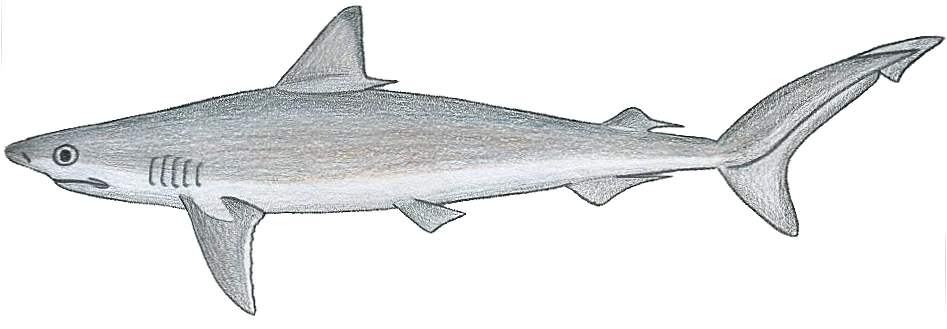 Caribbean Sharpnose Shark