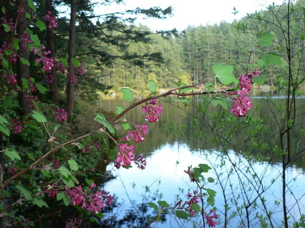 Petit lac de canneberge Washington