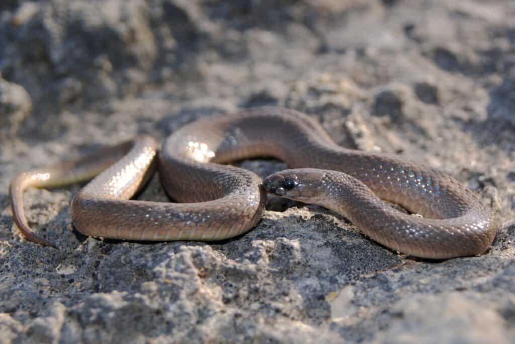 Smooth earth snake - Wikipedia