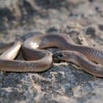 Rough Earthsnake