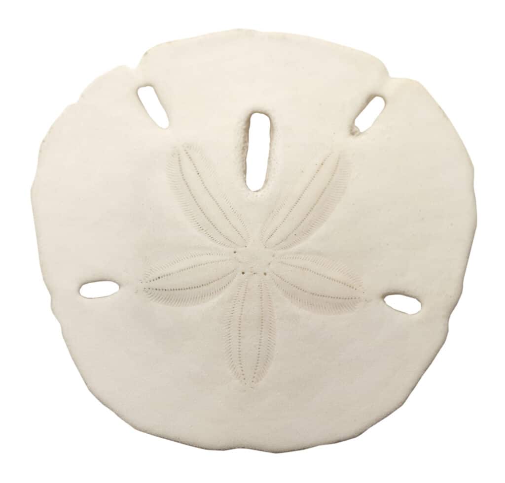 Sand Dollars Set of 3 Real Sand Dollars 3 to 3 1/2 Sand Dollar Shells