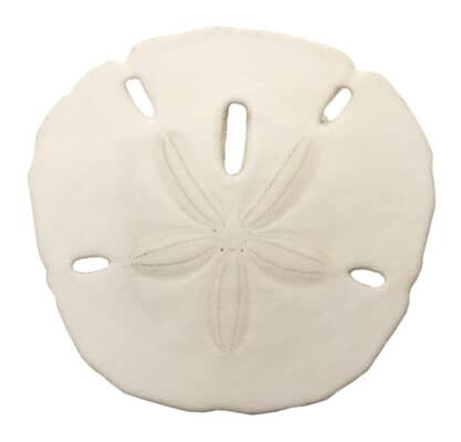 The Spiritual Meaning and Symbolism of the Sand Dollar - A-Z Animals