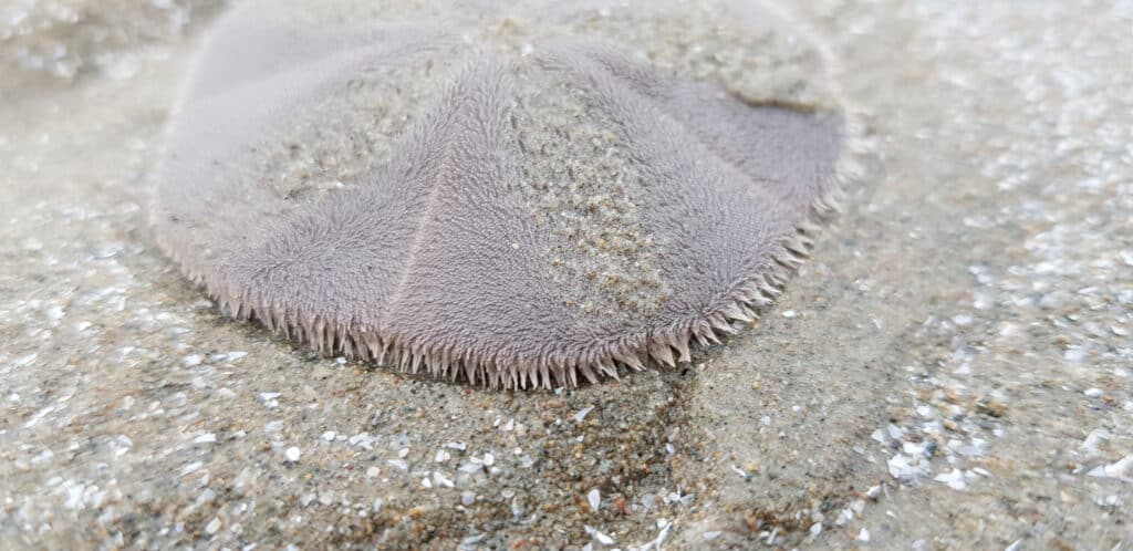 What's Inside a Sand Dollar?