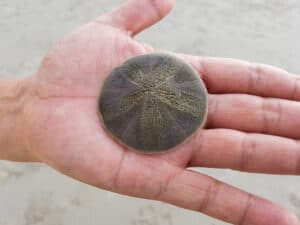 What Exactly Is a Sand Dollar? Is It Alive? Picture