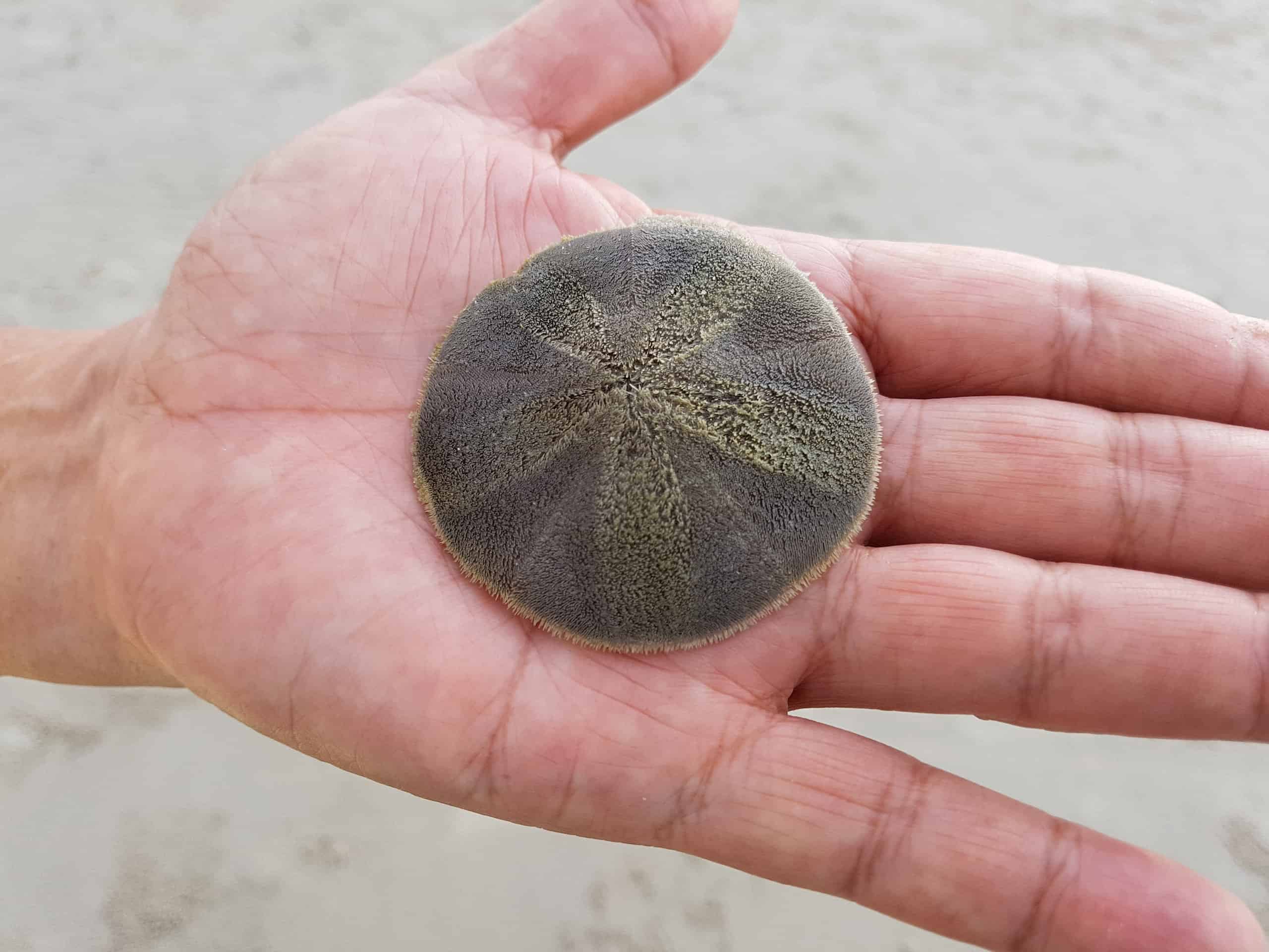 Why are there so many sand dollars on Ocean Beach?