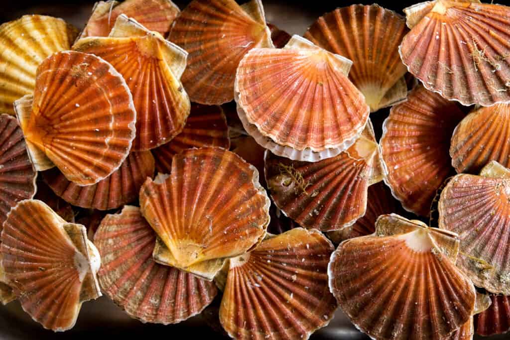 Scallop shell on the sands., Scallop is a common name that …