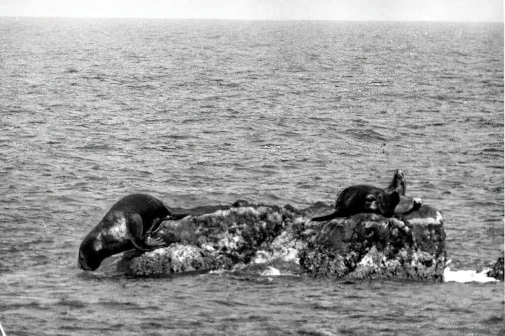 Japanese Sea Lion