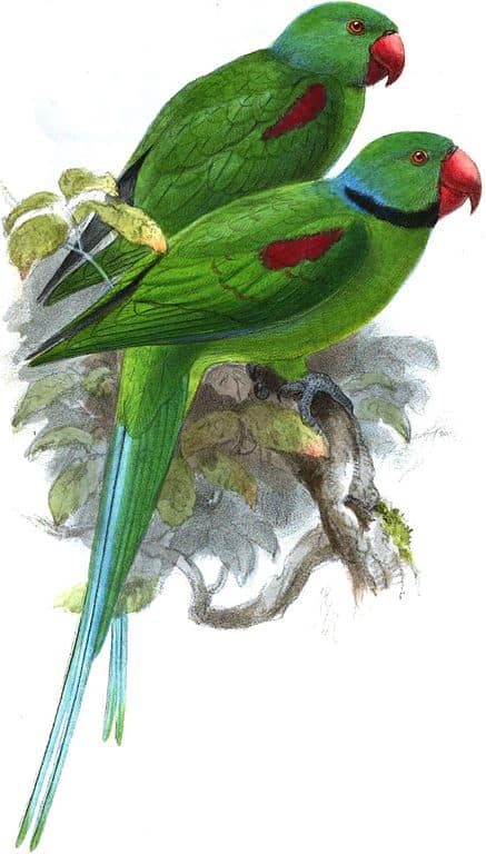 Seychelles Parakeet