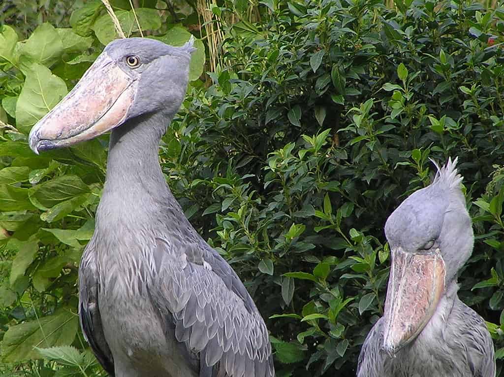 Shoebill Storks