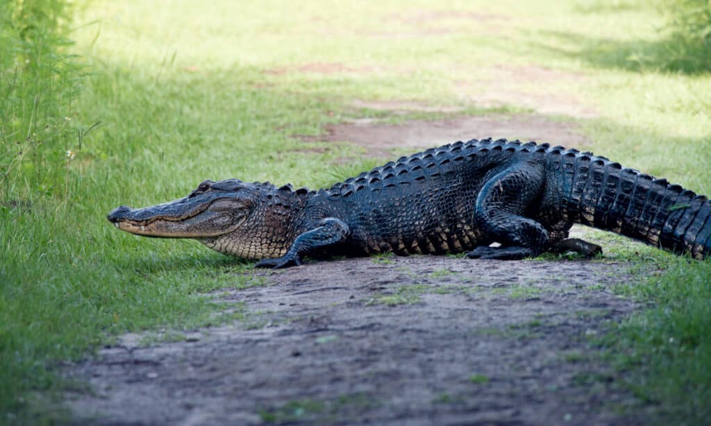 American alligators typically live in Central Florida