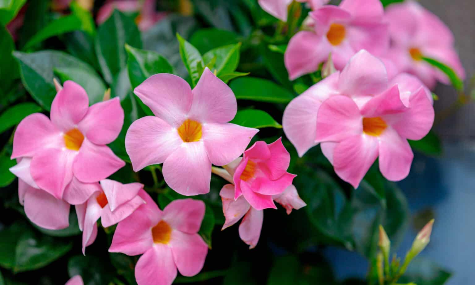 Is Dipladenia A Perennial Or Annual?