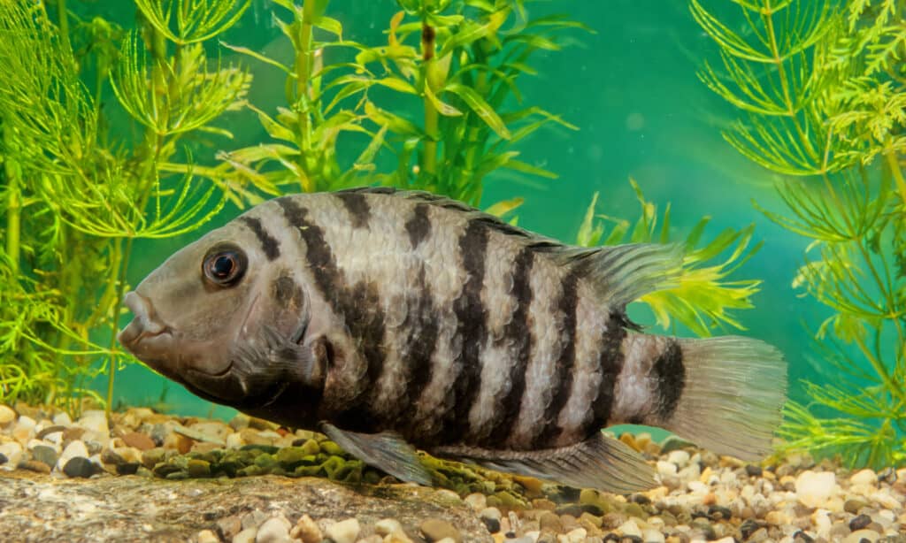 convict cichlid