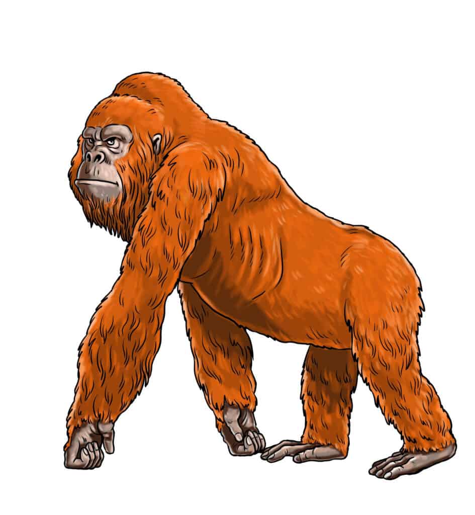 Gigantopithecus: อุรังอุตังยักษ์ที่สูญพันธุ์ | Newagepitbulls