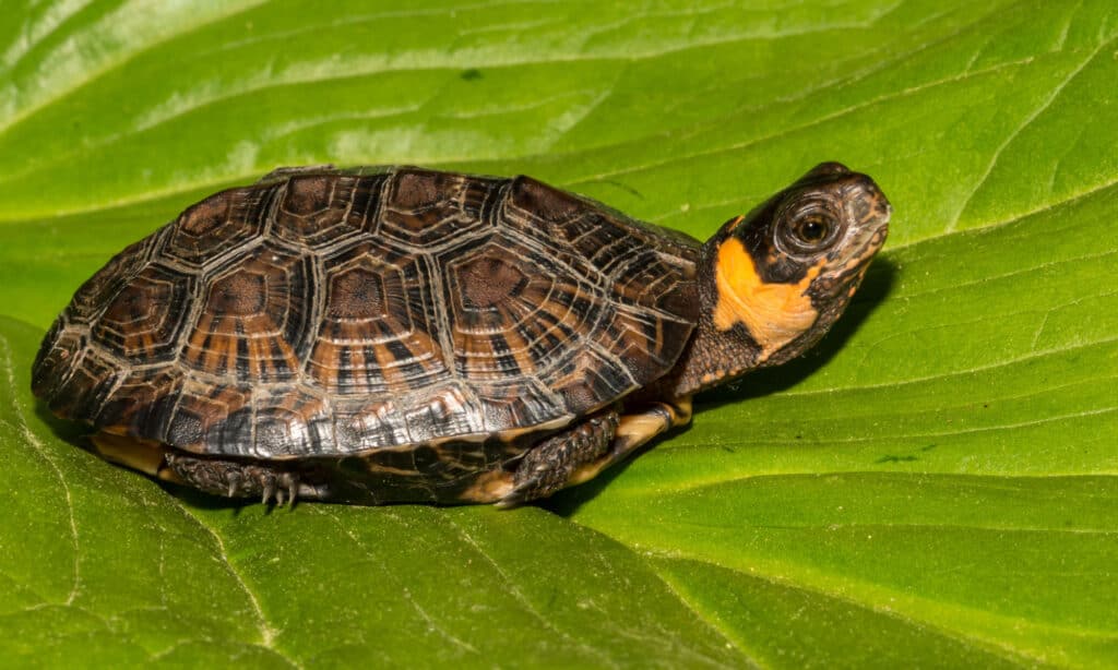 Maryland's bog turtle