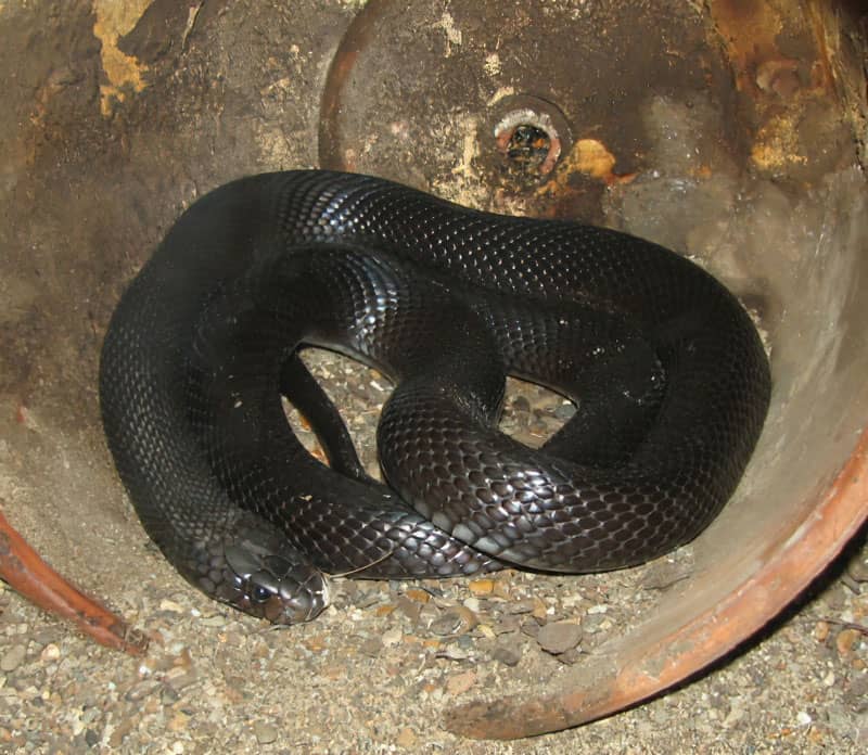Desert Black Snake