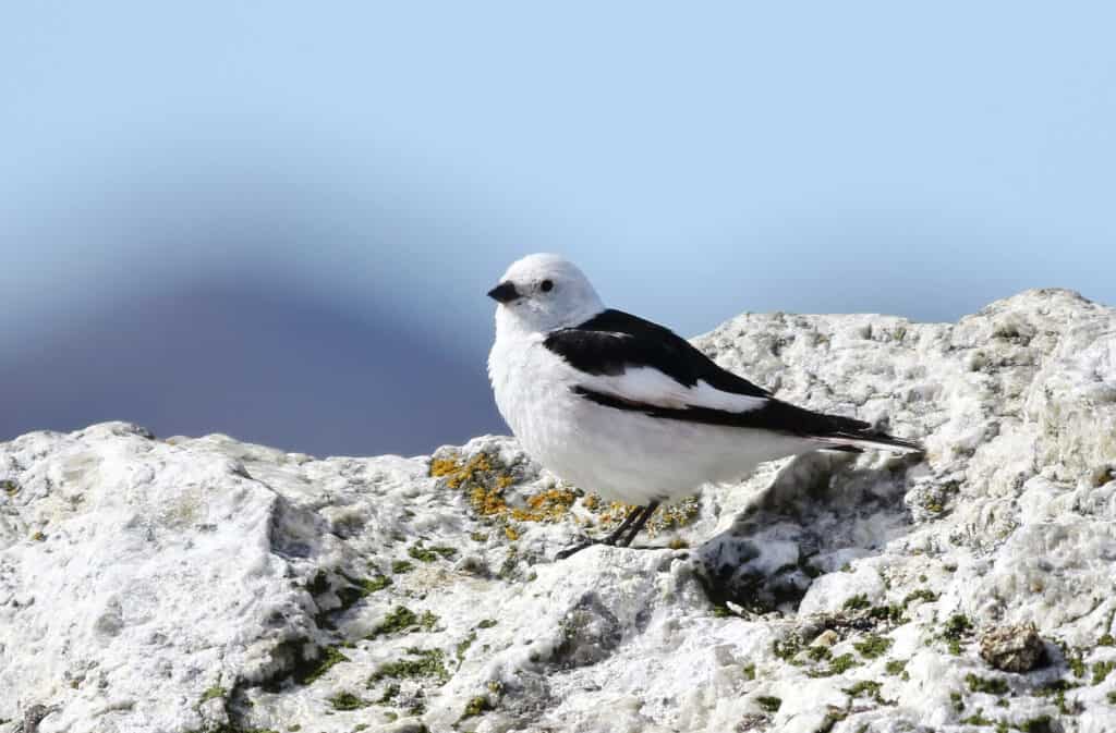 Snow bunting female