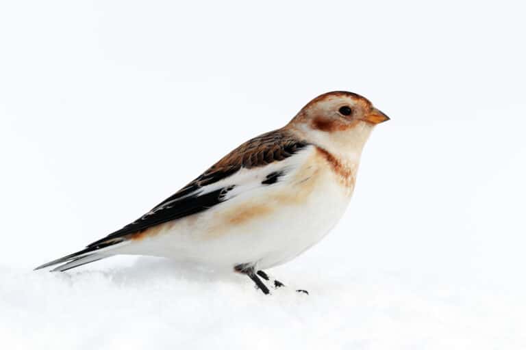 male snow bunting