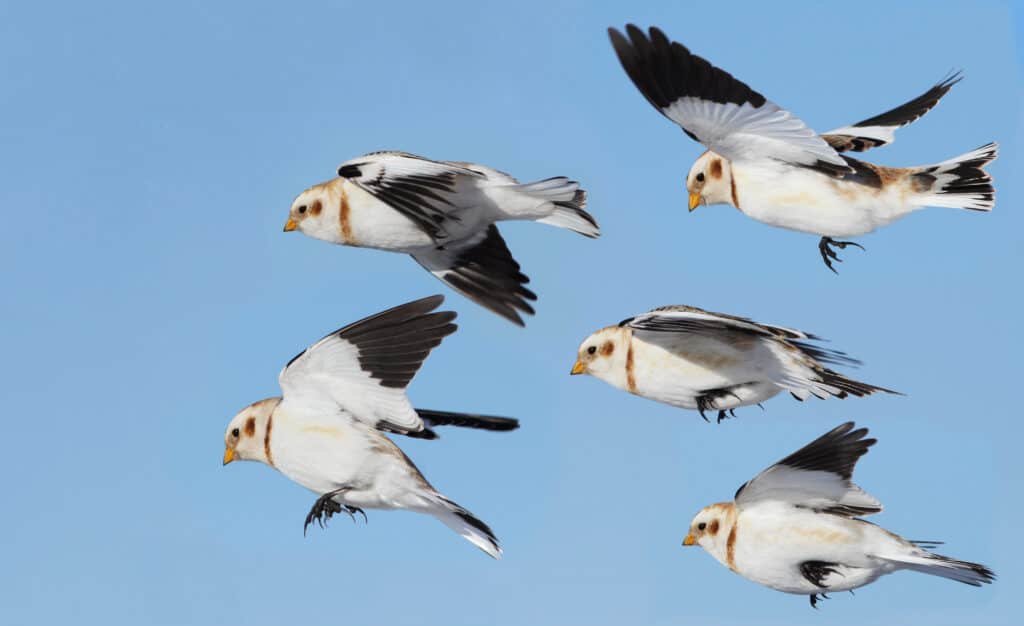 Snows Buntin in flight