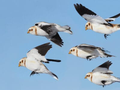 A Snow Bunting