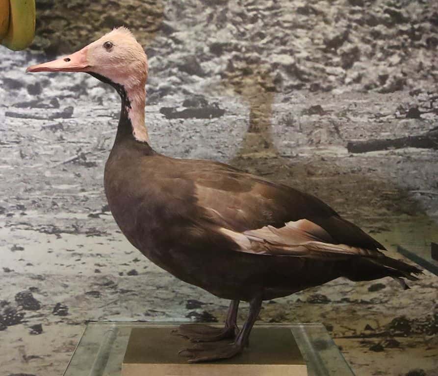 Pink-headed Duck