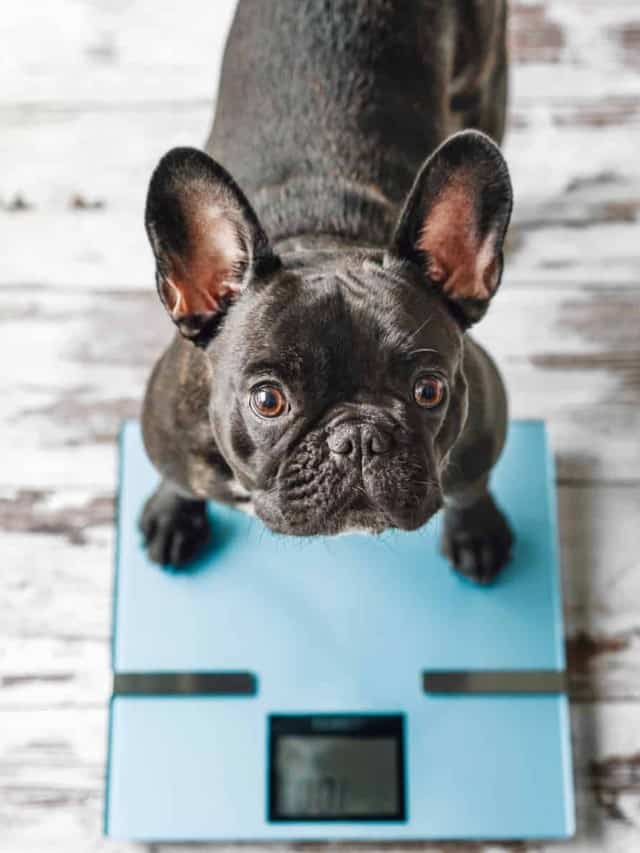 Weighing the Best Dog Scales - A-Z Animals