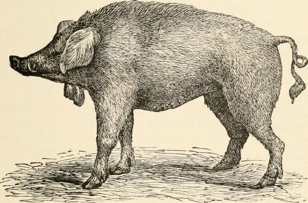 Irish Greyhound Pig