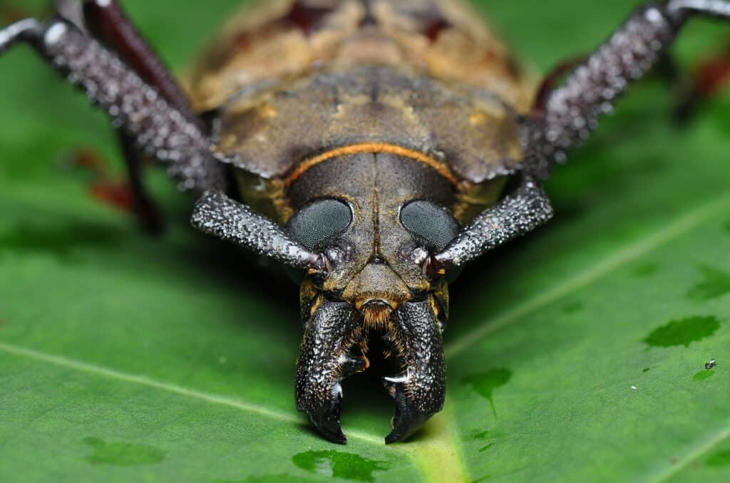 Titan Beetle